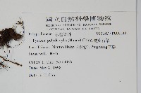 槭葉石葦藏品圖，第2張