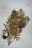 溪鳳尾蕨藏品圖，第1張