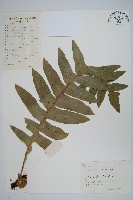 槲蕨藏品圖，第1張