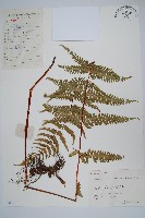 紫柄蕨藏品圖，第1張