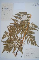 蕨藏品圖，第1張