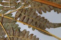 蕨藏品圖，第4張