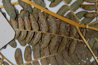 蕨藏品圖，第5張