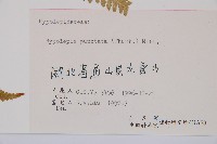 姬蕨藏品圖，第2張