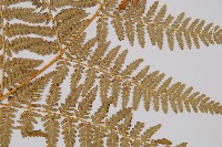 姬蕨藏品圖，第3張