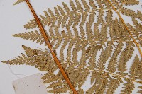 姬蕨藏品圖，第4張