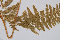 姬蕨藏品圖，第5張