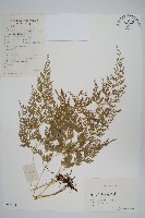 日本金粉蕨藏品圖，第1張