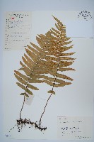 野毛蕨藏品圖，第1張