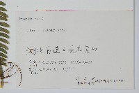 天草鳳尾蕨藏品圖，第2張