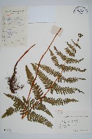 紫柄蕨藏品圖，第1張