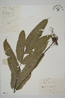 南嶺鳳丫蕨藏品圖，第1張