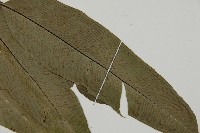 南嶺鳳丫蕨藏品圖，第6張