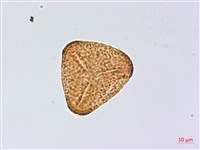 南嶺鳳丫蕨藏品圖，第2張