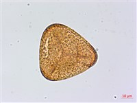 南嶺鳳丫蕨藏品圖，第3張