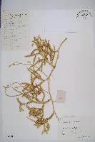 石松藏品圖，第1張