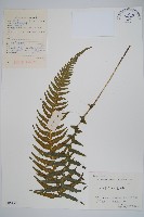 翅軸假金星蕨、短柄卵果蕨藏品圖，第1張