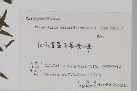 翅軸假金星蕨、短柄卵果蕨藏品圖，第2張