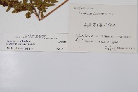 南海鱗毛蕨藏品圖，第2張