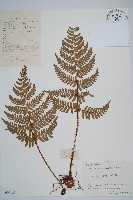 闊鱗鱗毛蕨藏品圖，第1張