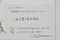 闊鱗鱗毛蕨藏品圖，第2張