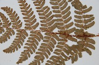 闊鱗鱗毛蕨藏品圖，第3張