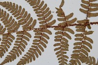 闊鱗鱗毛蕨藏品圖，第4張