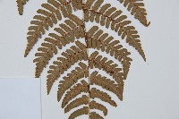 闊鱗鱗毛蕨藏品圖，第5張