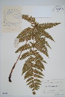 金鶴鱗毛蕨藏品圖，第1張