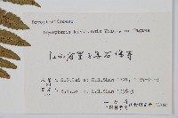 金鶴鱗毛蕨藏品圖，第2張