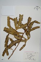 海南海金沙藏品圖，第1張