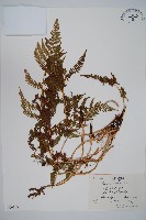 狹葉蹄蓋蕨藏品圖，第1張