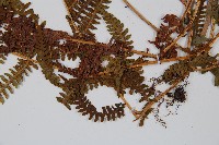 狹葉蹄蓋蕨藏品圖，第2張