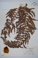 金狗毛蕨藏品圖，第1張