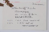 金狗毛蕨藏品圖，第2張