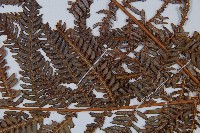 金狗毛蕨藏品圖，第3張