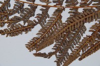 金狗毛蕨藏品圖，第4張