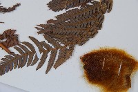 金狗毛蕨藏品圖，第5張