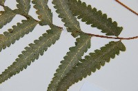 邊緣鱗蓋蕨藏品圖，第2張