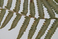 邊緣鱗蓋蕨藏品圖，第3張