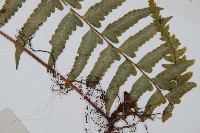 邊緣鱗蓋蕨藏品圖，第4張