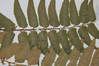 貫眾蕨藏品圖，第3張