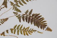 細毛碗蕨藏品圖，第2張