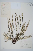 鐵角蕨藏品圖，第1張