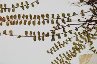 鐵角蕨藏品圖，第4張