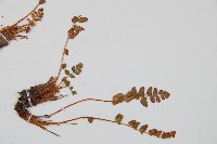 心岩蕨藏品圖，第2張