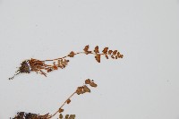 心岩蕨藏品圖，第3張