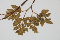 陰地蕨藏品圖，第6張