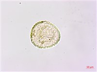 陰地蕨藏品圖，第2張