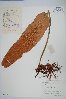 盧山石葦藏品圖，第1張